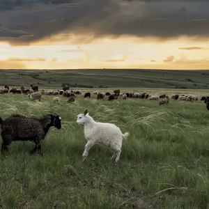 亚洲AV无码专区一级婬片毛片一一一′
